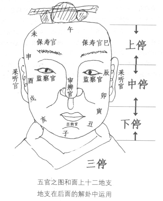 面相学五官三停,面相三停解析